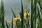 Gelbe Iris vor dem Erlensee